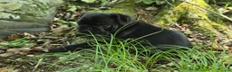 Pug dogs for sale: Brittney - Ad 15
