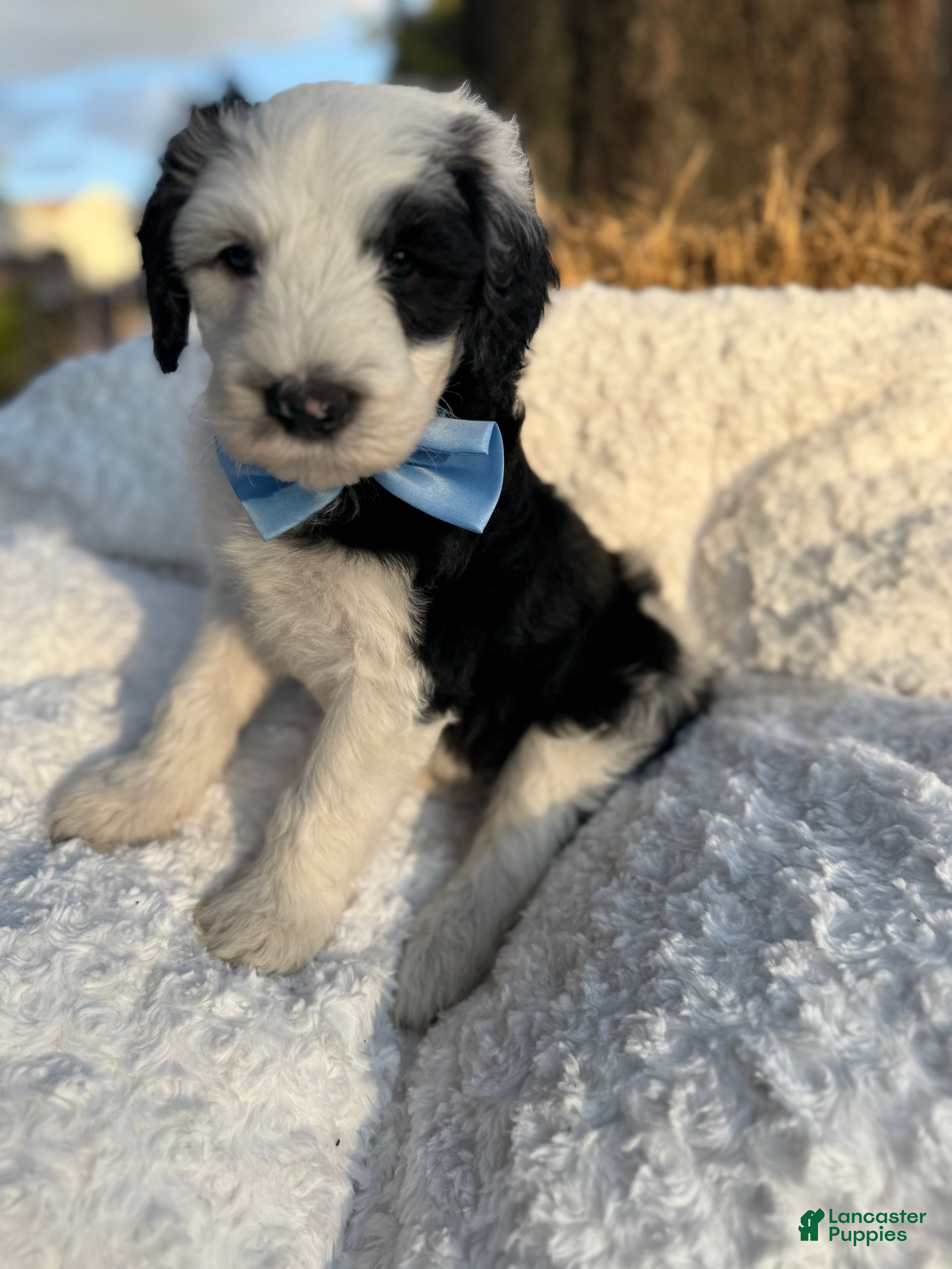 Sheepadoodle dogs Lucky  - Ad 1
