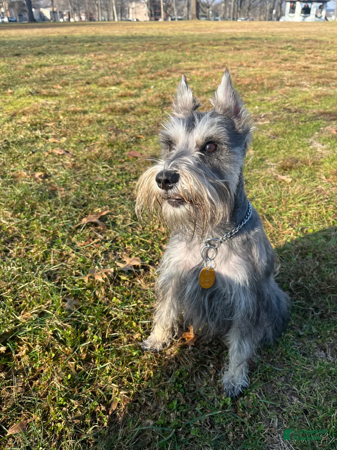 Miniature Schnauzer dogs for sale: Miniature Schnauzer Puppy 1 - Ad 2