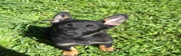 German Shepherd dogs for sale: Chevelle - Ad 1