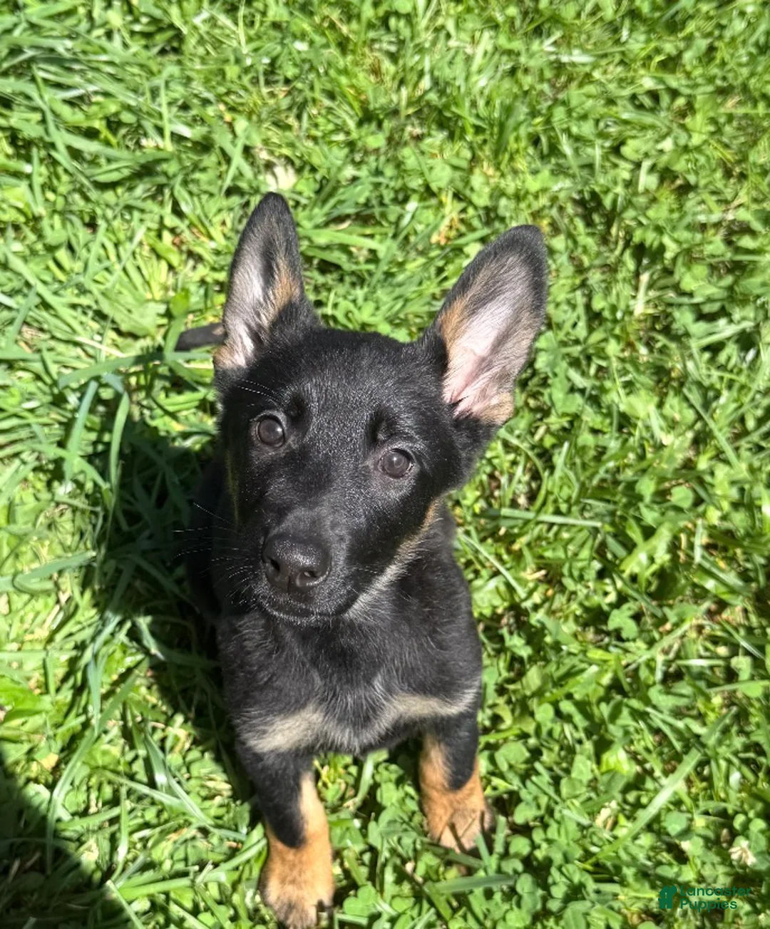German Shepherd dogs for sale: Chevelle - Ad 1