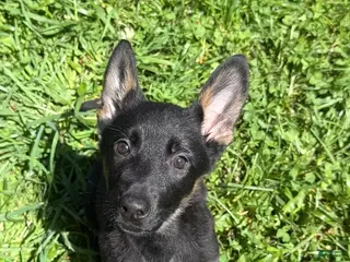 German Shepherd dogs Chevelle - Ad 17