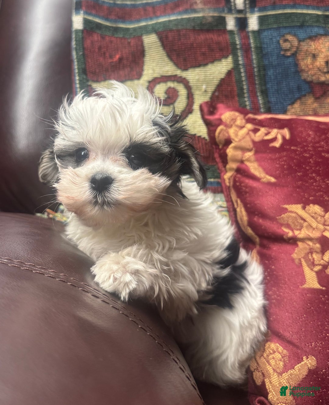 Morkie dogs for sale: Morkie Puppy 3 - Ad 2