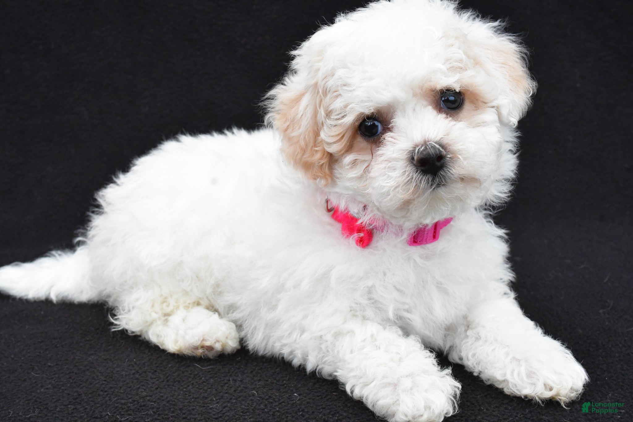 Maltipoo dogs Ava - Ad 1