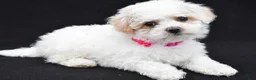 Maltipoo dogs for sale: Ava - Ad 1