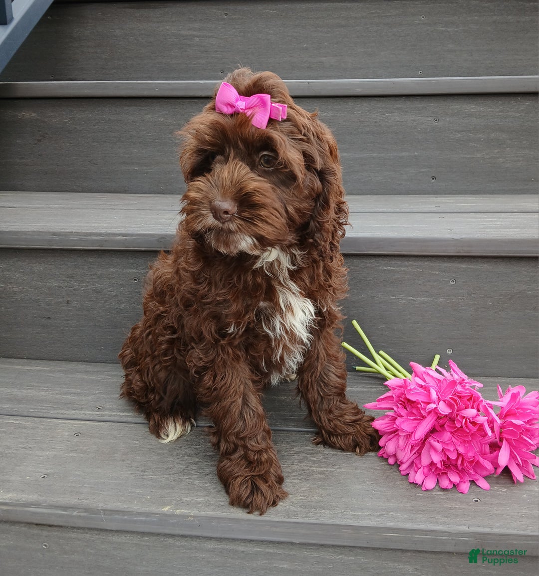 Cockapoo dogs for sale: Sylvie - Ad 4