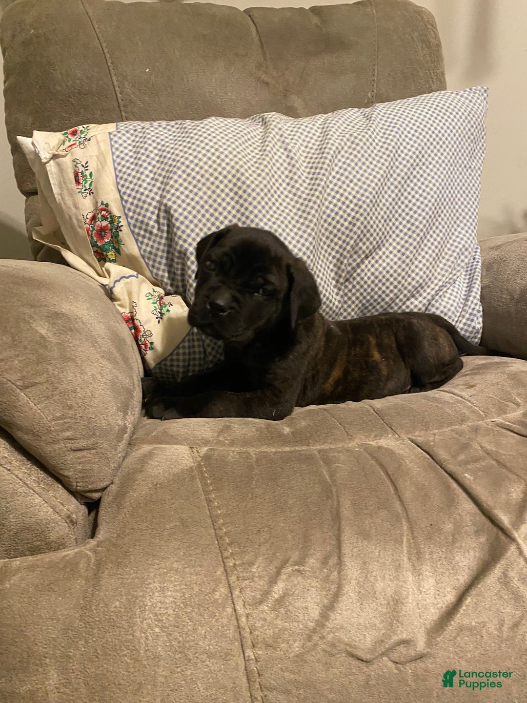 English Mastiff dogs for sale: English Mastiff Puppy 1 - Ad 4