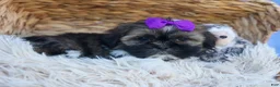 Shih Tzu dogs for sale: SADIE - Ad 5