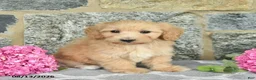 Maltipoo dogs for sale: Ember  - Ad 5