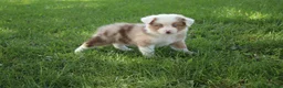 Australian Shepherd dogs for sale: Sienna - Ad 2