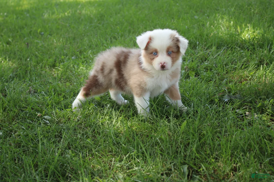 Australian Shepherd dogs for sale: Sienna - Ad 2