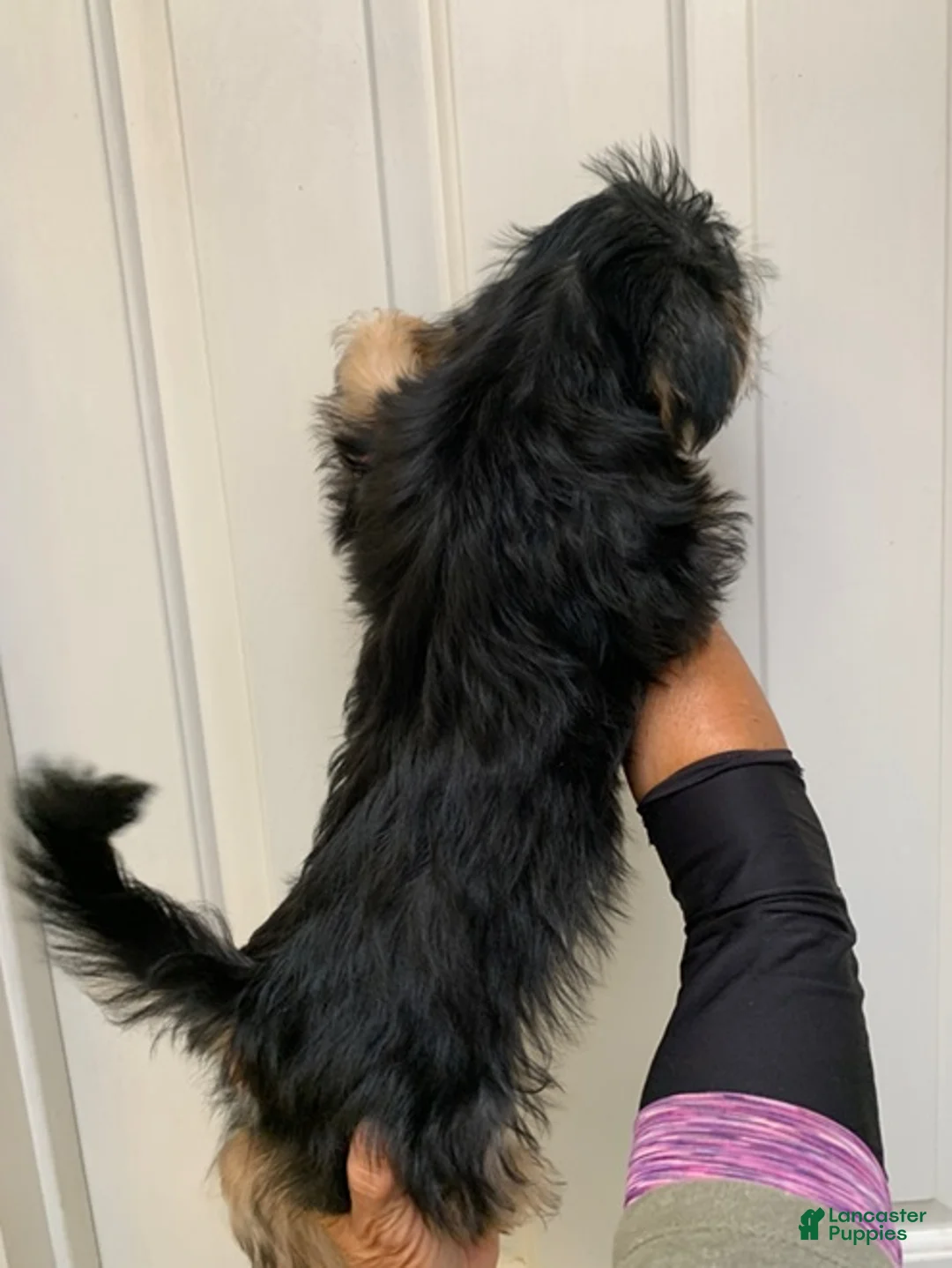 Shorkie dogs for sale: Shorkie 2 - Ad 2