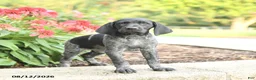 German Shorthaired Pointer dogs for sale: Addy - Ad 3