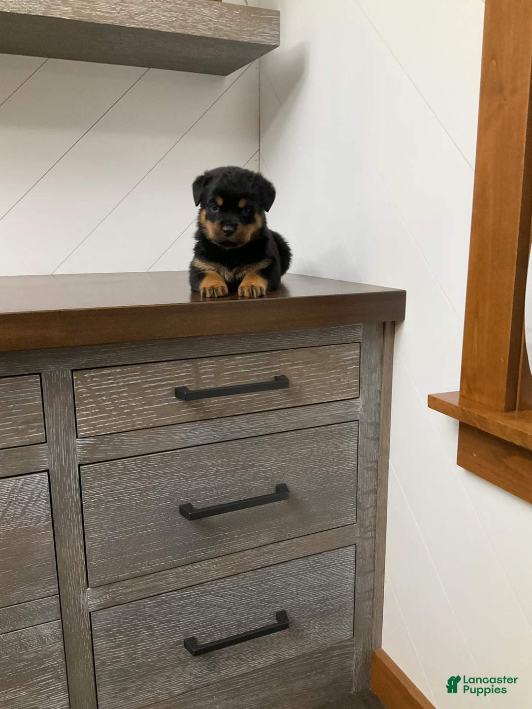 Rottweiler dogs for sale: Rottweiler Puppy 1 - Ad 7