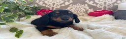 Miniature Dachshund dogs for sale: Corbin - Ad 10
