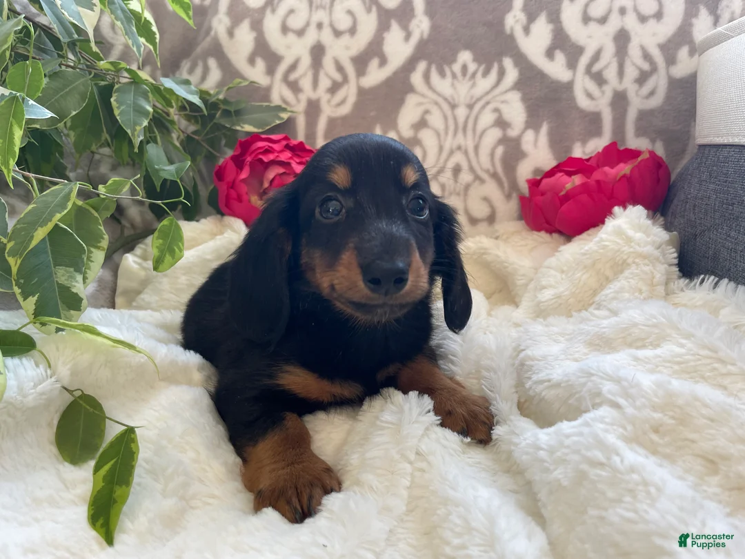 Miniature Dachshund dogs for sale: Corbin - Ad 10