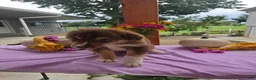 Australian Shepherd dogs for sale: Caramel - Ad 6