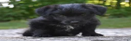 Bordoodle dogs for sale: Rex - Ad 4