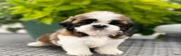 Shih Tzu dogs for sale: Lena - Ad 5