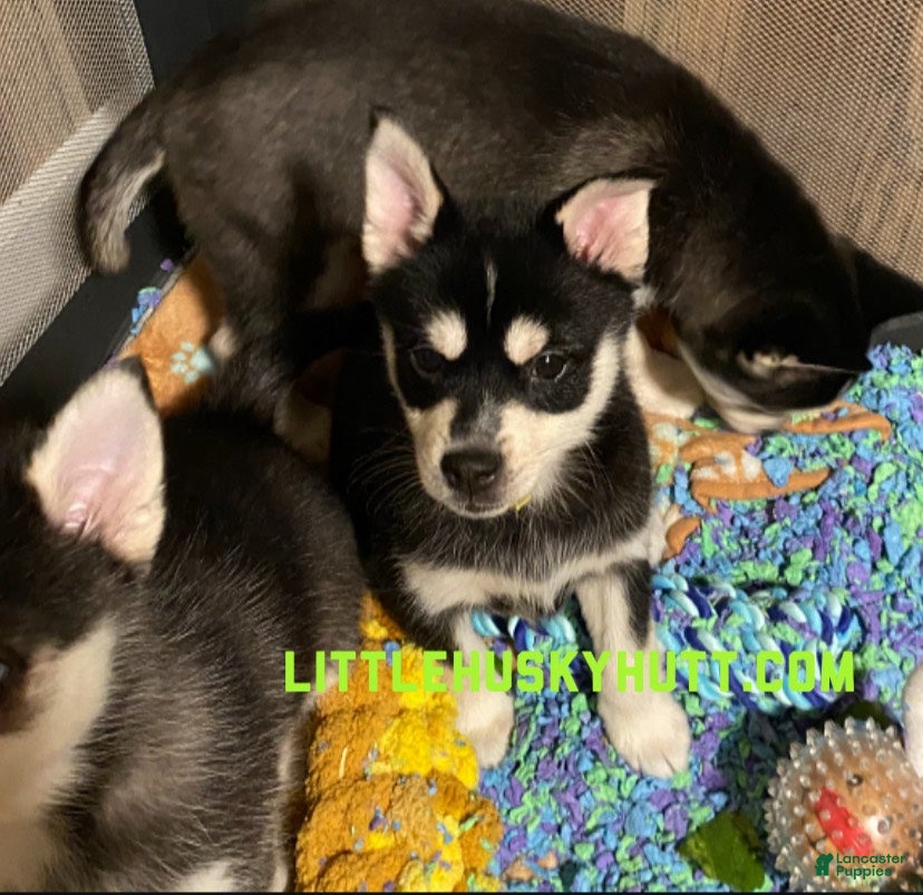 Pomsky dogs Sugar  - Ad 1