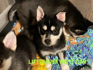 Pomsky dogs Sugar - Ad 5