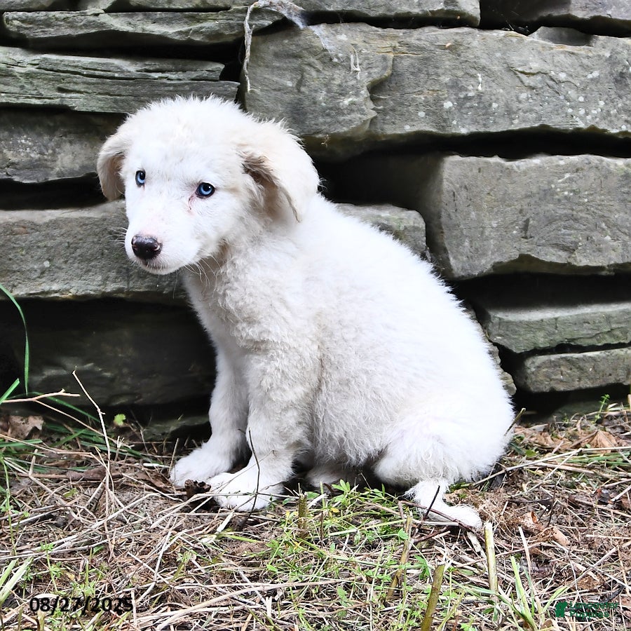 Mixed Breed dogs Marshmallow - Ad 17