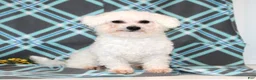 Bichon Frise dogs for sale: Truffles - Ad 5