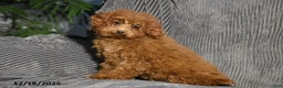 Miniature Poodle dogs for sale: Kally - Ad 5