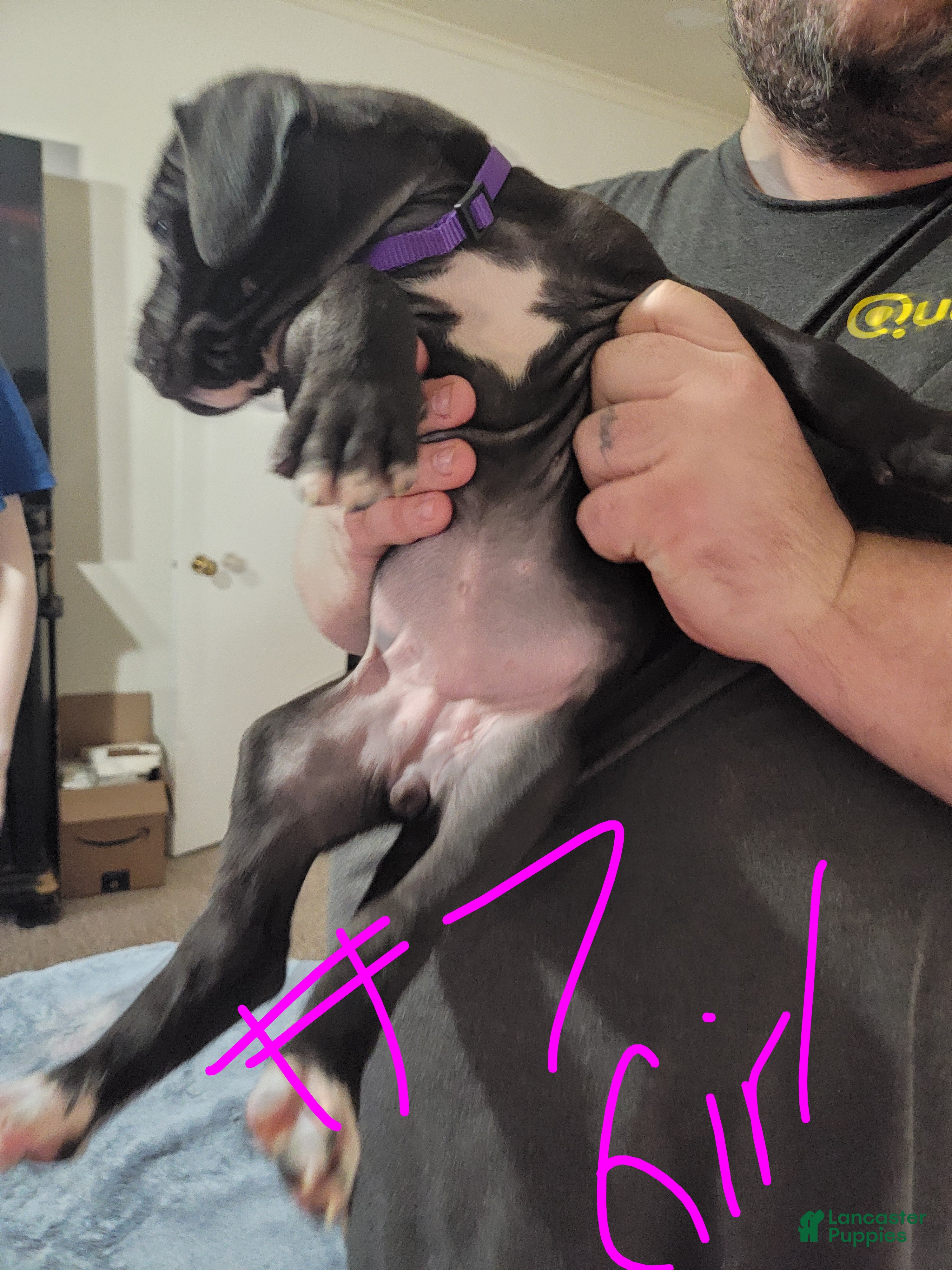 Great Dane dogs Great Dane Puppy 9 - Ad 14