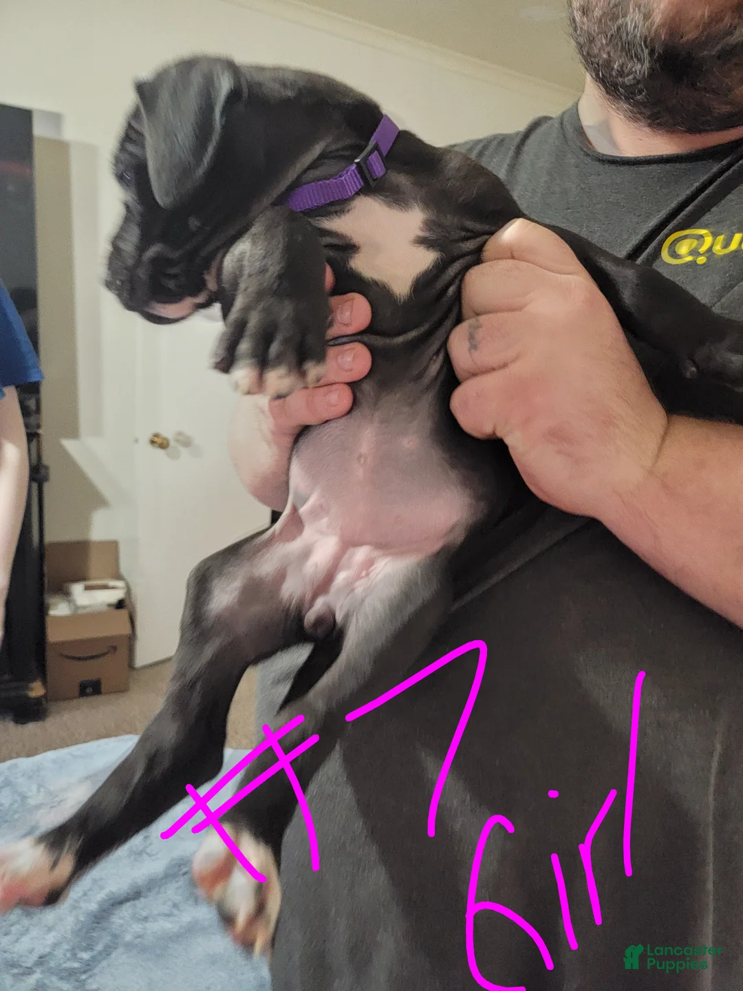 Great Dane dogs for sale: Great Dane Puppy 9 - Ad 1