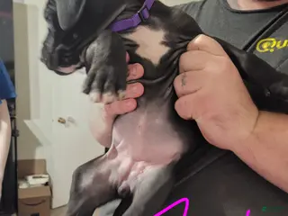 Great Dane dogs Great Dane Puppy 9 - Ad 14