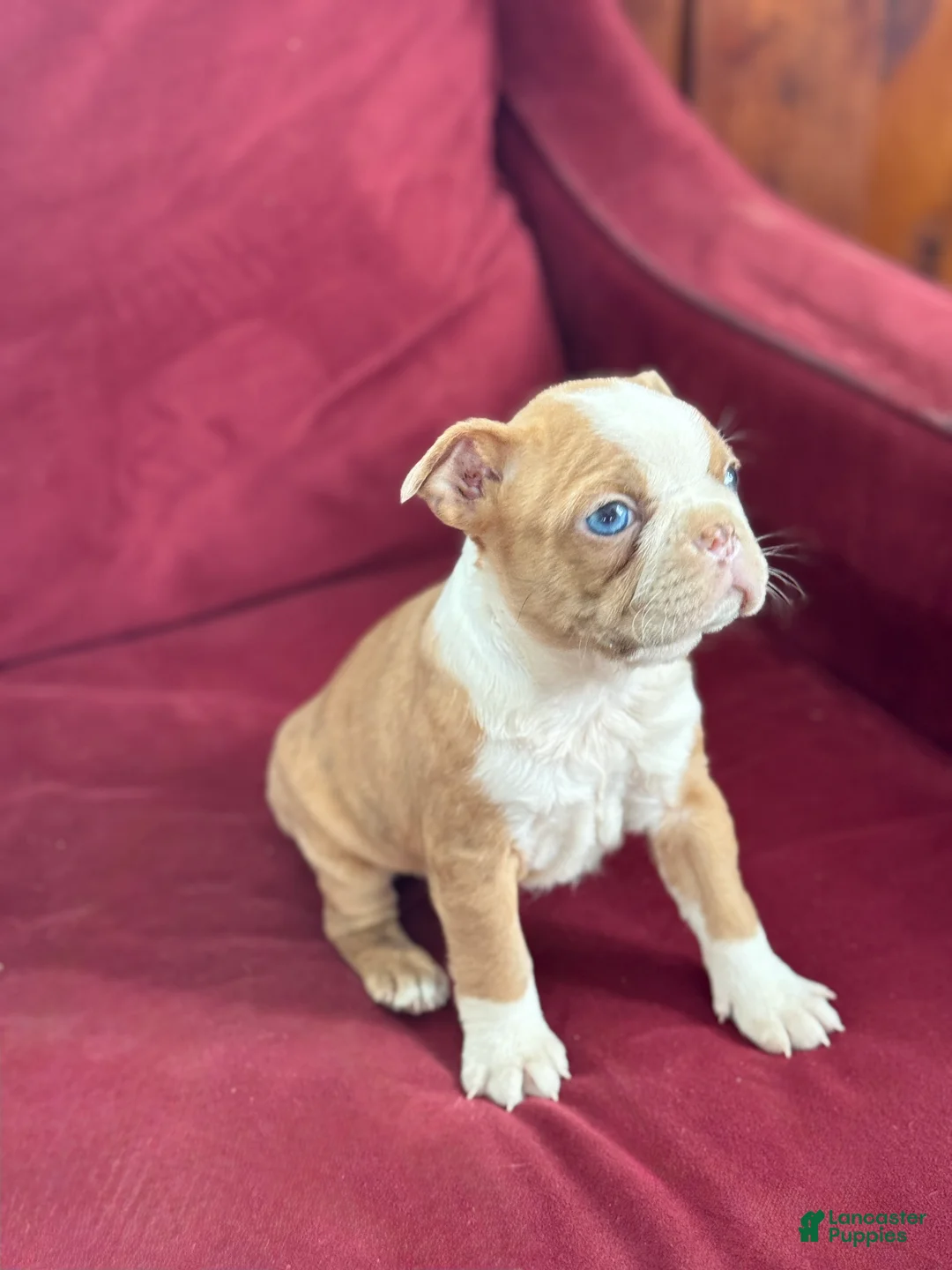Boston Terrier dogs for sale: Beauty - Ad 12