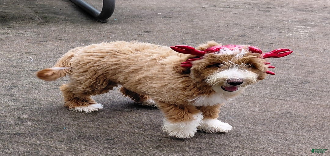 Gallery Image {{count}}