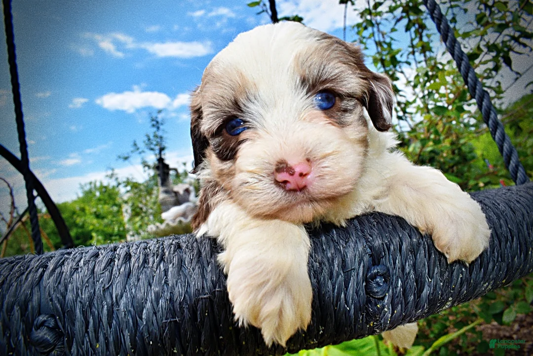 Havapoo dogs for sale: Sadie - Ad 2