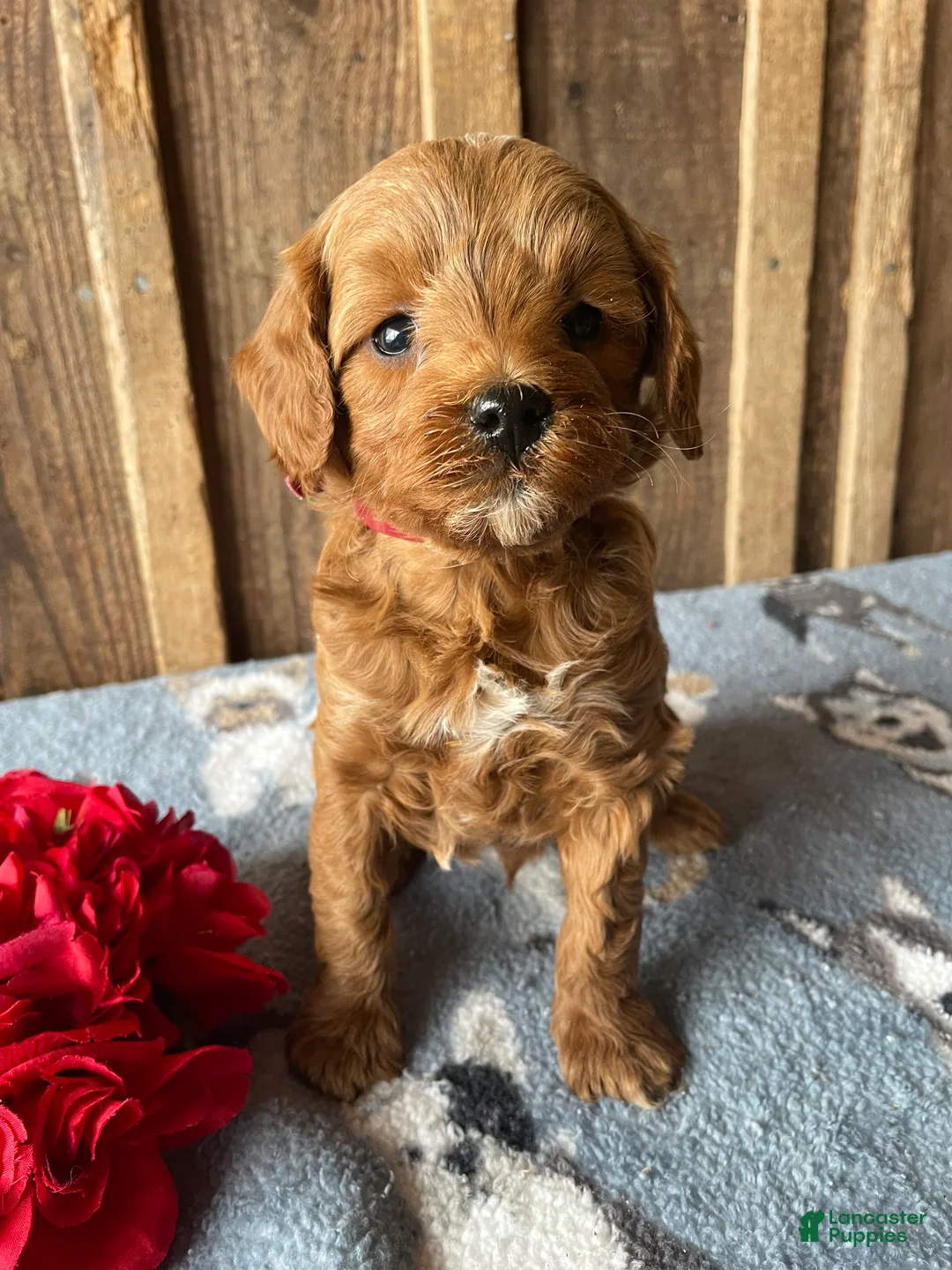 Cavapoo dogs for sale: Theodore - Ad 3
