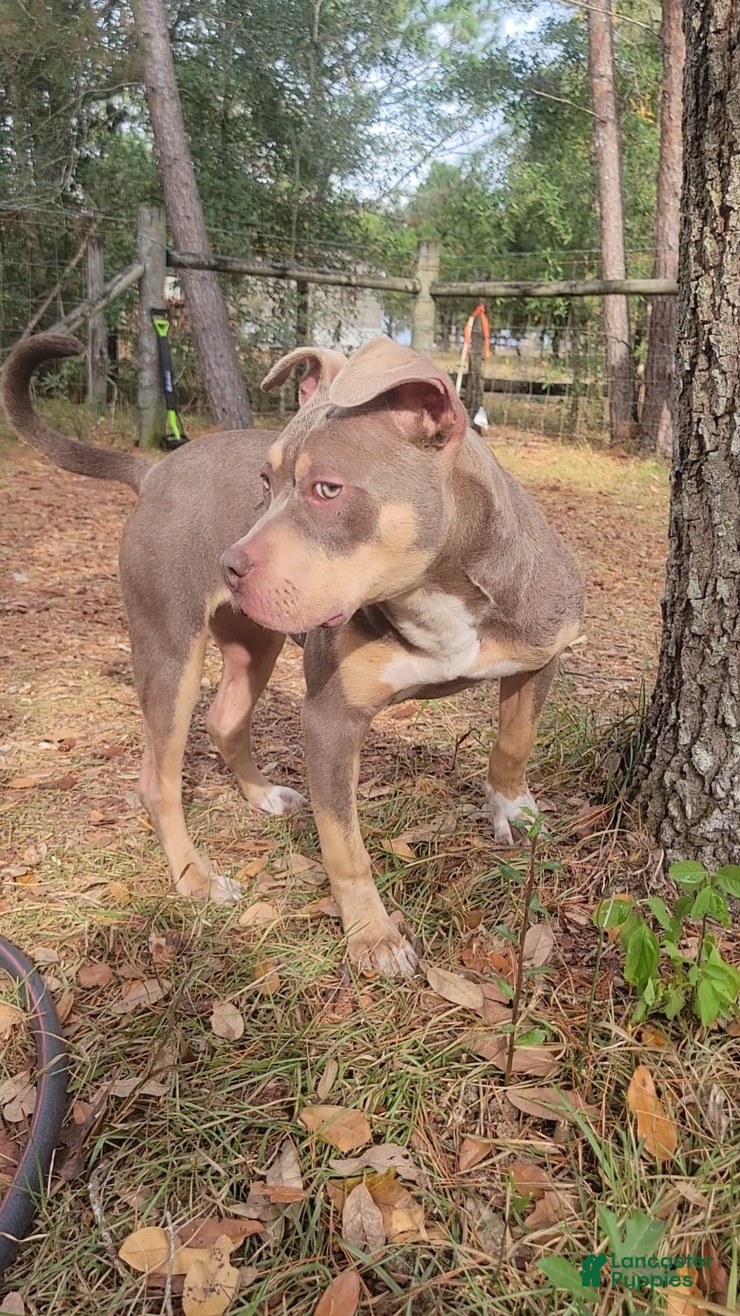 American Bully dogs for sale: Gal - Ad 3