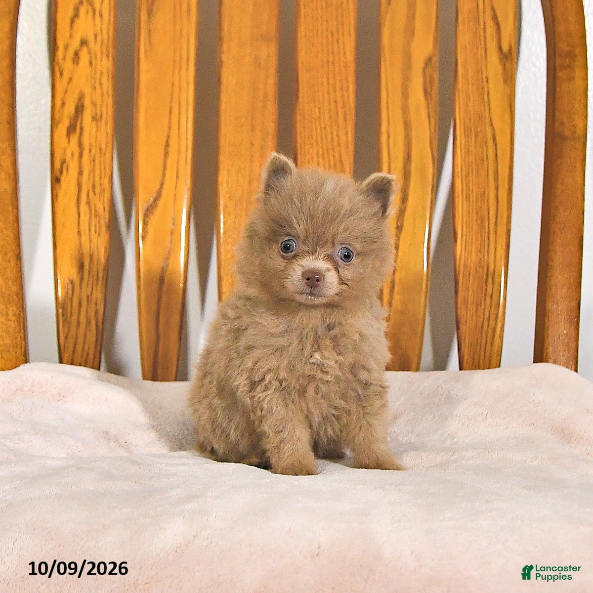 Pomeranian dogs for sale: Rover - Ad 2