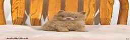 Pomeranian dogs for sale: Rover - Ad 2