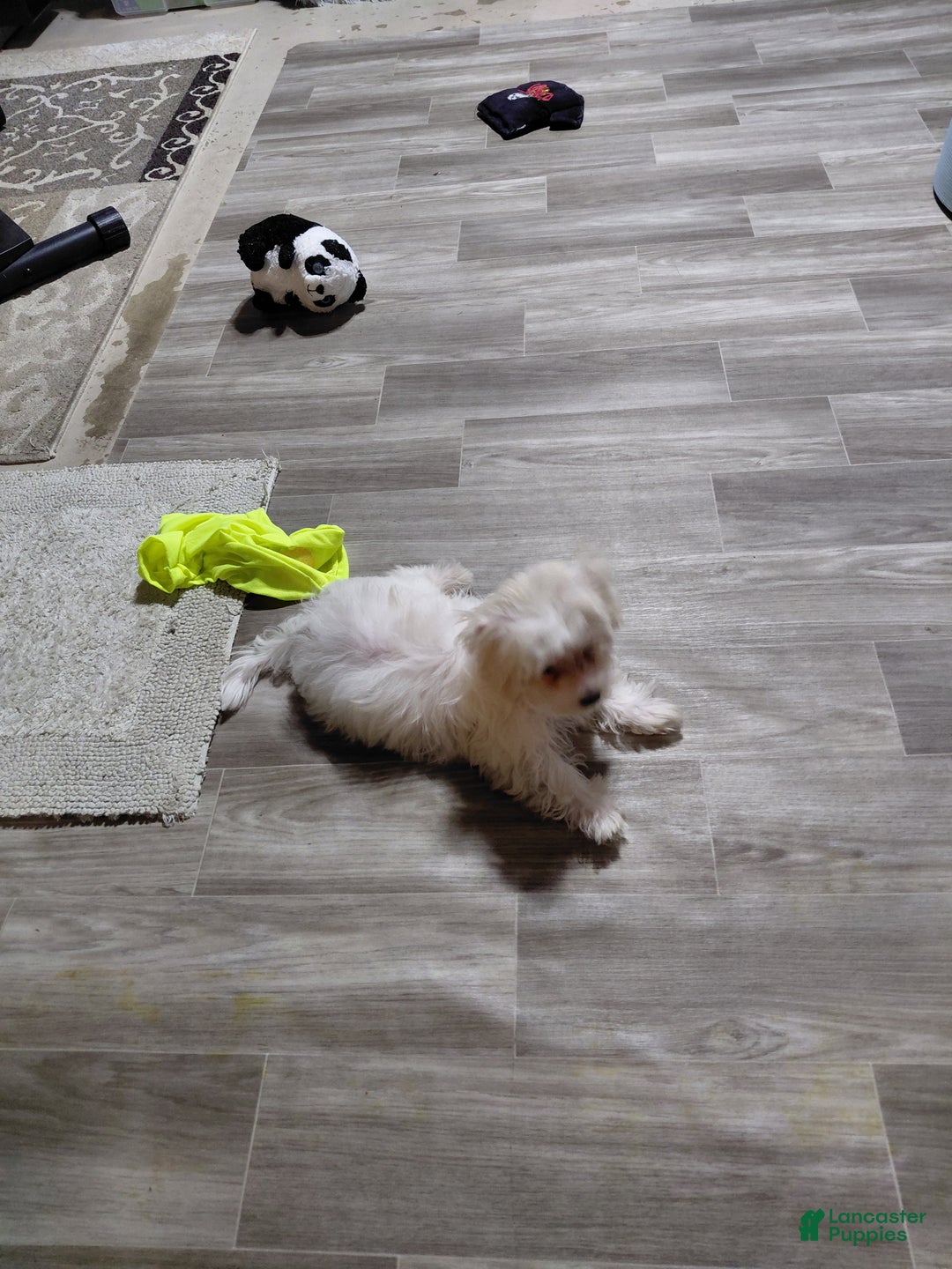 Maltese dogs for sale: Gucci - Ad 3