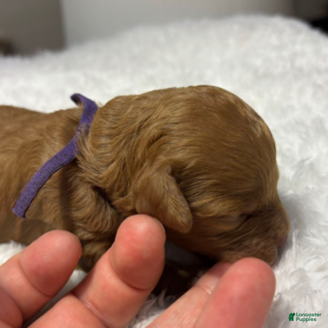 Cavapoo dogs for sale: Feliz - Ad 8