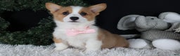 Welsh Corgi Pembroke dogs for sale: Honey - Ad 22