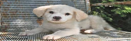 Great Pyrenees dogs for sale: Angel - Ad 1