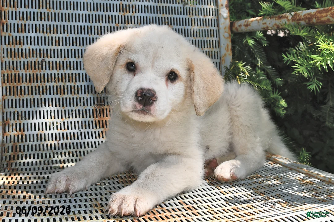 Great Pyrenees dogs for sale: Angel - Ad 1