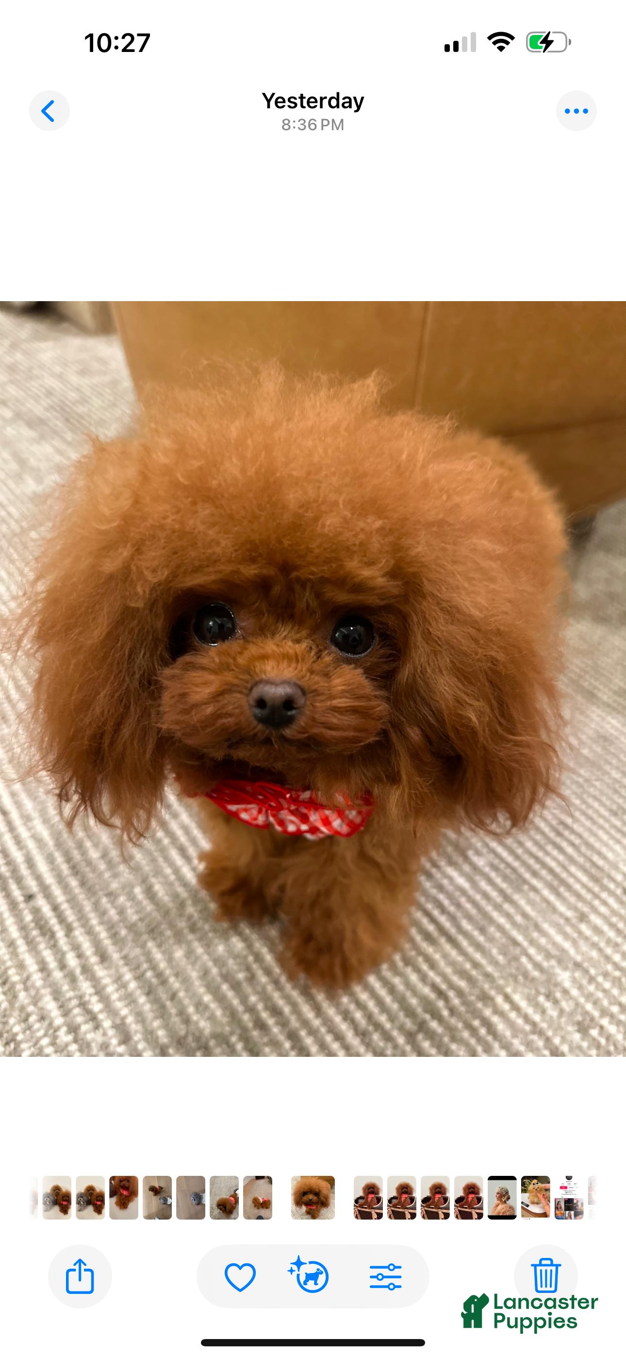 Toy Poodle dogs Penny- Teacup Poodle - Ad 2