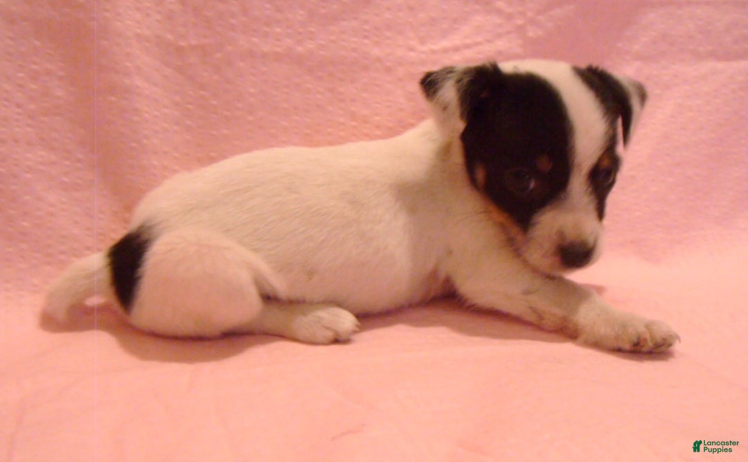 Jack Russell Terrier dogs for sale: Button - Ad 4