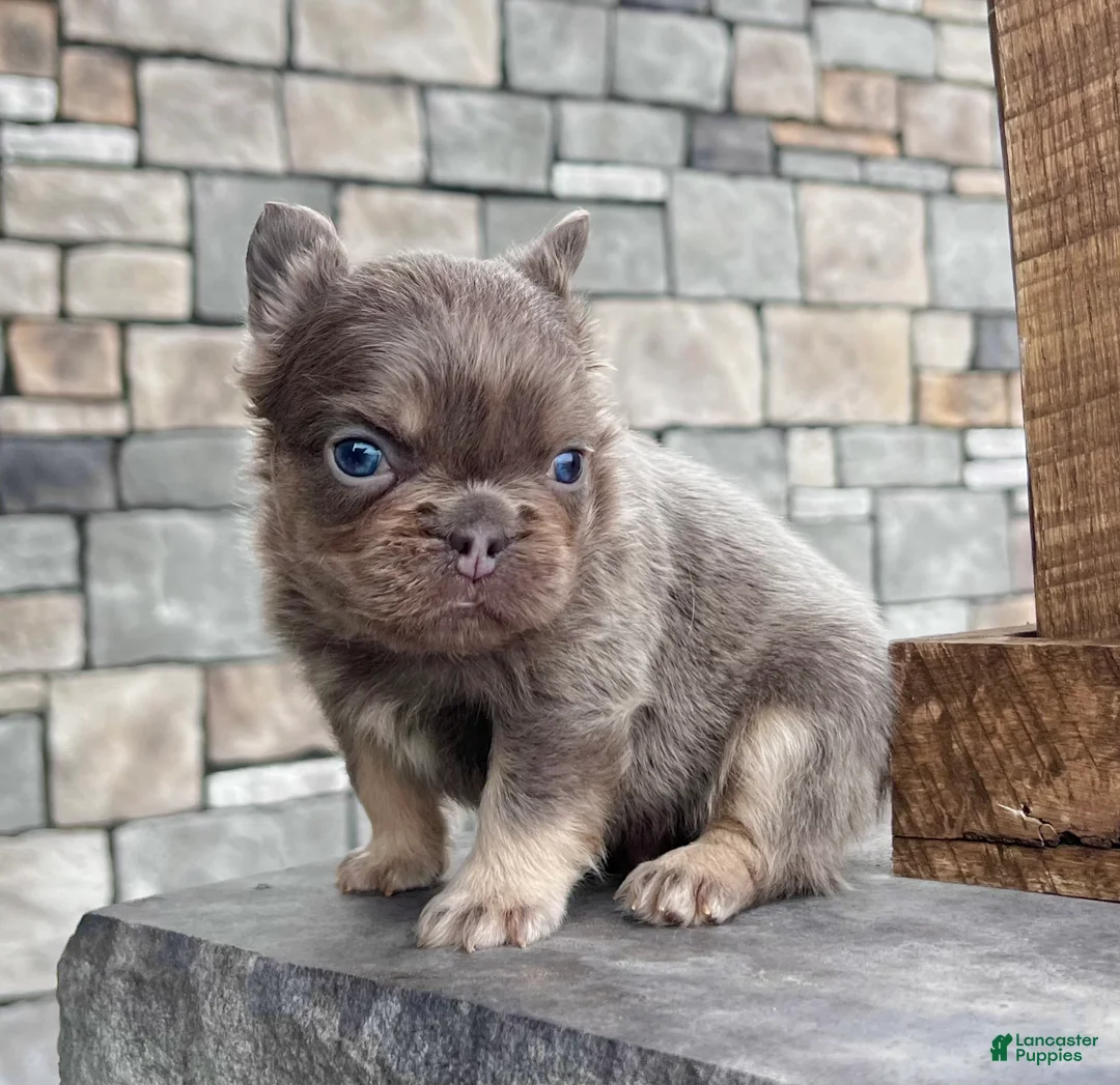 French Bulldog dogs for sale: Chubby - Ad 6