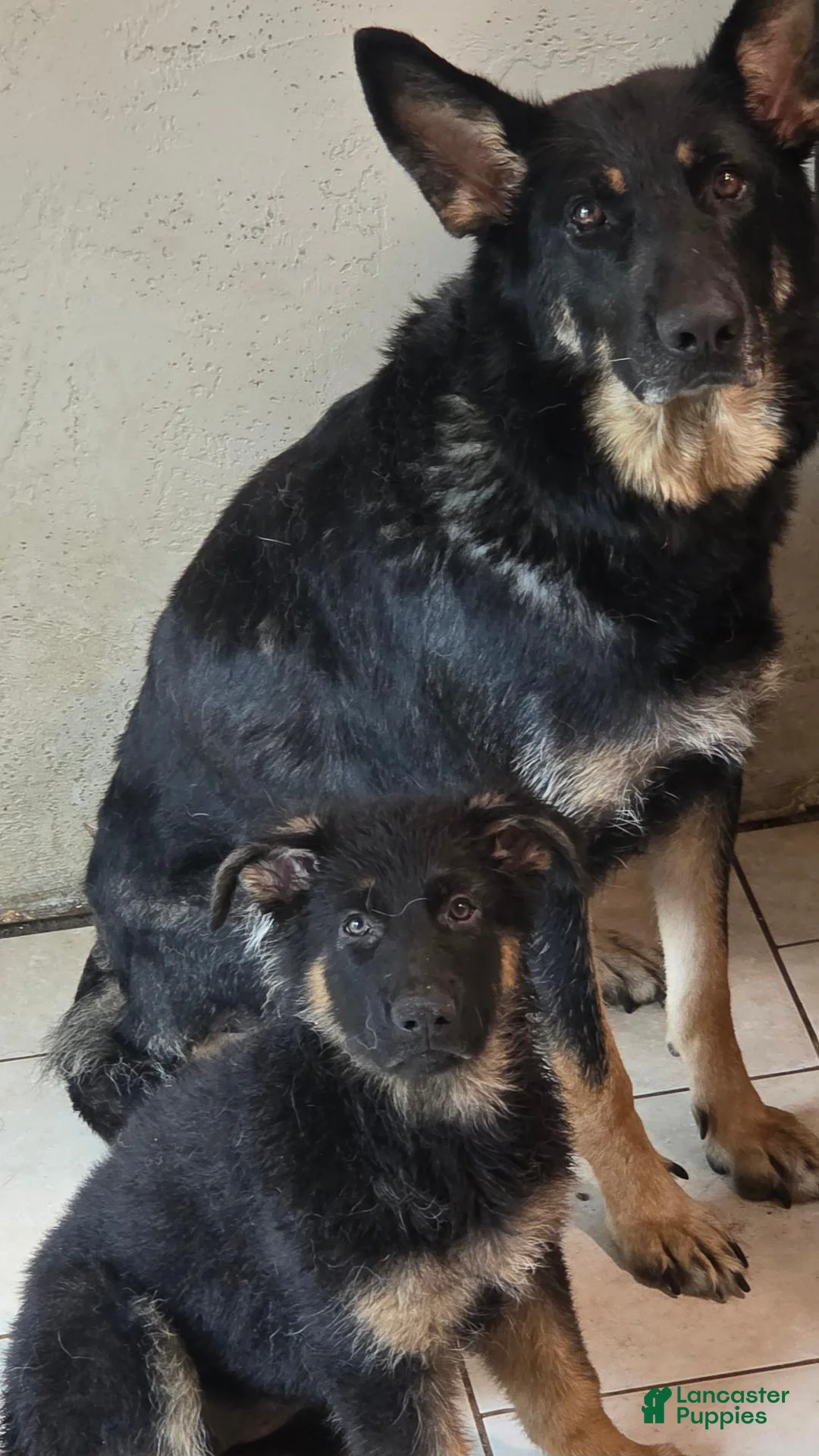 German Shepherd dogs for sale: German Shepherd 1 - Ad 11