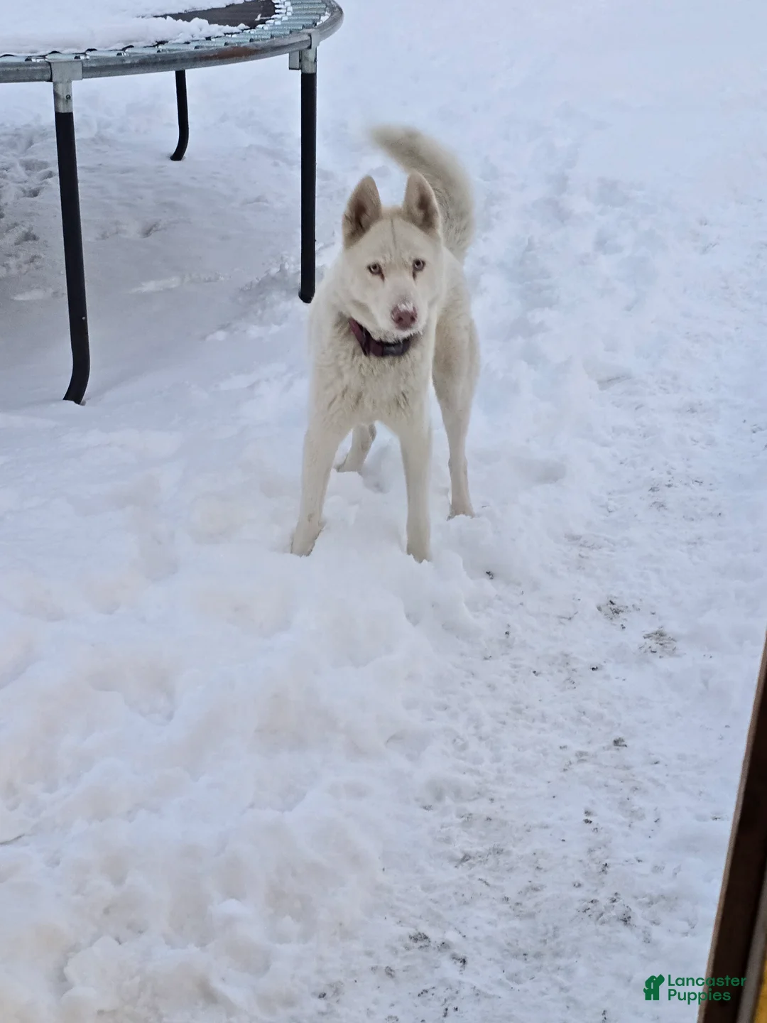 Siberian Husky dogs for sale: Siberian Husky Puppy 2 - Ad 8