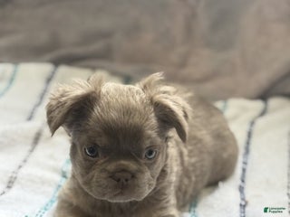 French Bulldog dogs - Ad 12