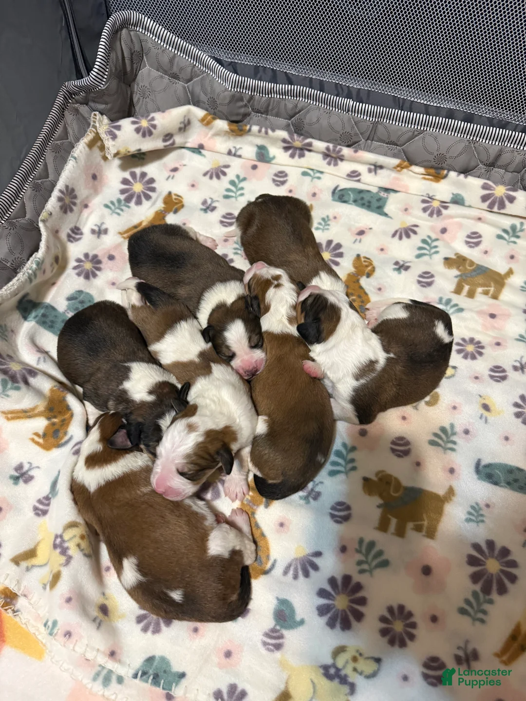 Mixed Breed dogs for sale: Great Bernese Female 4 - Ad 4